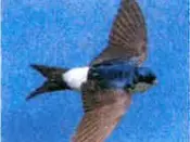 Plan d'action en faveur des hirondelles, martinets et chauves-souris